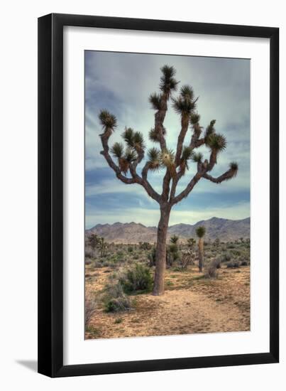 Joshua Tree Scene-Vincent James-Framed Photographic Print