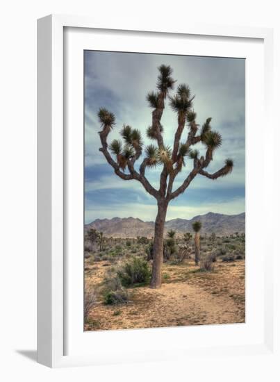 Joshua Tree Scene-Vincent James-Framed Photographic Print