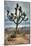 Joshua Tree Scene-Vincent James-Mounted Photographic Print