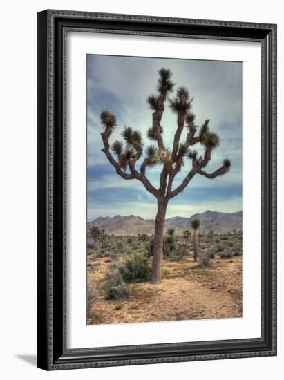 Joshua Tree Scene-Vincent James-Framed Photographic Print