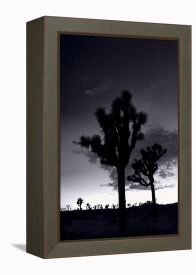 Joshua Tree Silhouettes BW-Steve Gadomski-Framed Premier Image Canvas