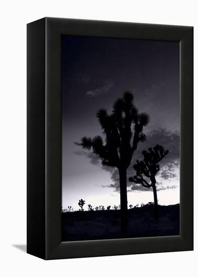 Joshua Tree Silhouettes BW-Steve Gadomski-Framed Premier Image Canvas