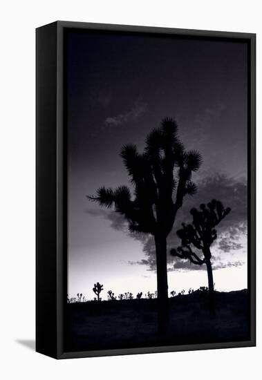 Joshua Tree Silhouettes BW-Steve Gadomski-Framed Premier Image Canvas