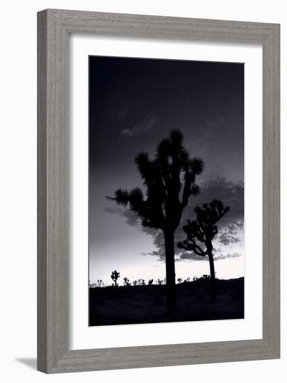 Joshua Tree Silhouettes BW-Steve Gadomski-Framed Photographic Print