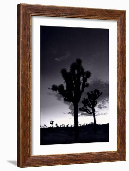 Joshua Tree Silhouettes BW-Steve Gadomski-Framed Photographic Print