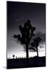 Joshua Tree Silhouettes BW-Steve Gadomski-Mounted Photographic Print