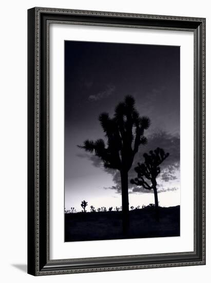 Joshua Tree Silhouettes BW-Steve Gadomski-Framed Photographic Print