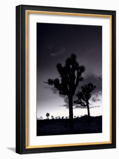 Joshua Tree Silhouettes BW-Steve Gadomski-Framed Photographic Print