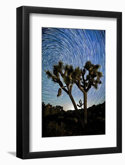 Joshua Tree Star Trails, 2017-null-Framed Photographic Print