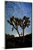 Joshua Tree Star Trails, 2017-null-Mounted Photographic Print