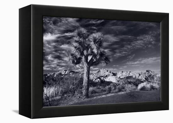 Joshua Tree Sunrise BW-Steve Gadomski-Framed Premier Image Canvas