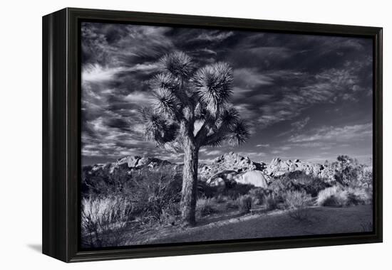 Joshua Tree Sunrise BW-Steve Gadomski-Framed Premier Image Canvas