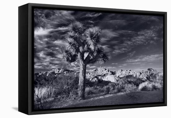 Joshua Tree Sunrise BW-Steve Gadomski-Framed Premier Image Canvas
