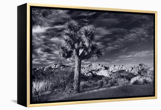 Joshua Tree Sunrise BW-Steve Gadomski-Framed Premier Image Canvas