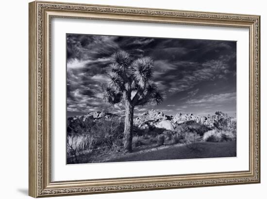 Joshua Tree Sunrise BW-Steve Gadomski-Framed Photographic Print