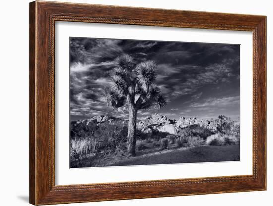 Joshua Tree Sunrise BW-Steve Gadomski-Framed Photographic Print