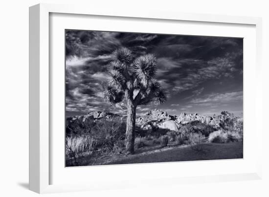 Joshua Tree Sunrise BW-Steve Gadomski-Framed Photographic Print