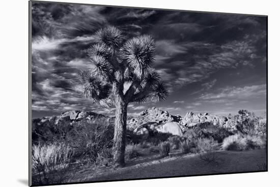 Joshua Tree Sunrise BW-Steve Gadomski-Mounted Photographic Print