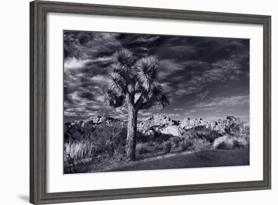 Joshua Tree Sunrise BW-Steve Gadomski-Framed Photographic Print