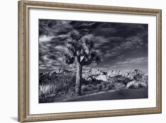 Joshua Tree Sunrise BW-Steve Gadomski-Framed Photographic Print