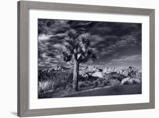 Joshua Tree Sunrise BW-Steve Gadomski-Framed Photographic Print