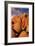 Joshua Tree Sunset I-Donald Paulson-Framed Giclee Print