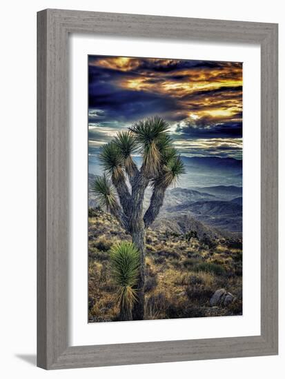 Joshua Tree Sunset-Janice Sullivan-Framed Giclee Print