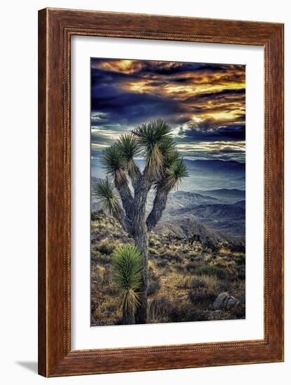 Joshua Tree Sunset-Janice Sullivan-Framed Giclee Print