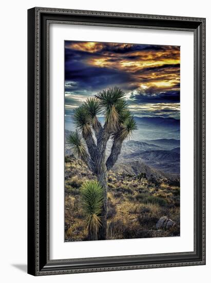 Joshua Tree Sunset-Janice Sullivan-Framed Giclee Print