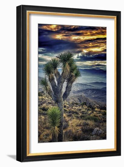 Joshua Tree Sunset-Janice Sullivan-Framed Giclee Print