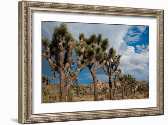 Joshua Tree V-Erin Berzel-Framed Photographic Print