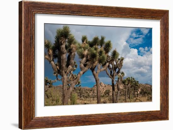 Joshua Tree V-Erin Berzel-Framed Photographic Print