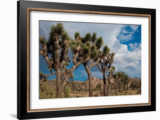 Joshua Tree V-Erin Berzel-Framed Photographic Print