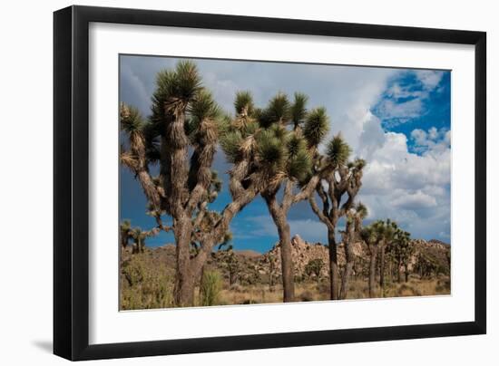 Joshua Tree V-Erin Berzel-Framed Photographic Print