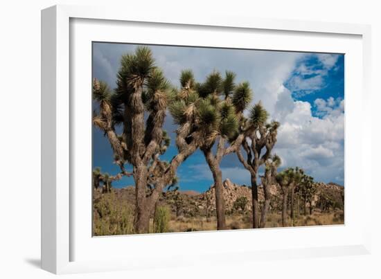 Joshua Tree V-Erin Berzel-Framed Photographic Print