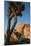 Joshua Tree Vertical-Robert Goldwitz-Mounted Photographic Print