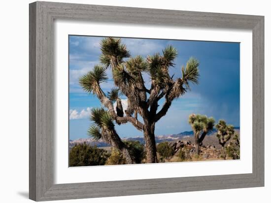 Joshua Tree VI-Erin Berzel-Framed Photographic Print