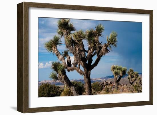 Joshua Tree VI-Erin Berzel-Framed Photographic Print