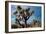 Joshua Tree VI-Erin Berzel-Framed Photographic Print