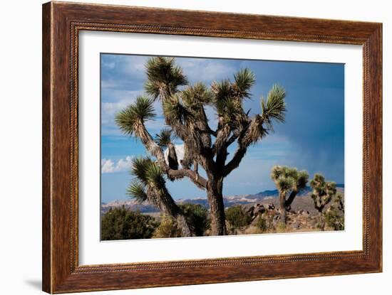 Joshua Tree VI-Erin Berzel-Framed Photographic Print