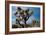 Joshua Tree VI-Erin Berzel-Framed Photographic Print