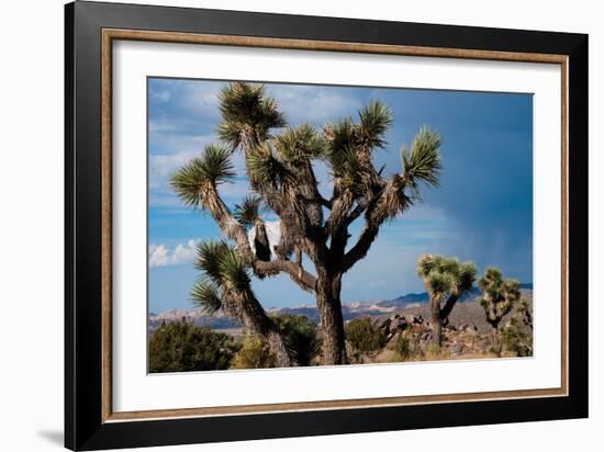 Joshua Tree VI-Erin Berzel-Framed Photographic Print