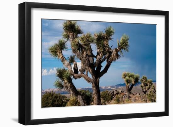 Joshua Tree VI-Erin Berzel-Framed Photographic Print