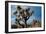 Joshua Tree VI-Erin Berzel-Framed Photographic Print