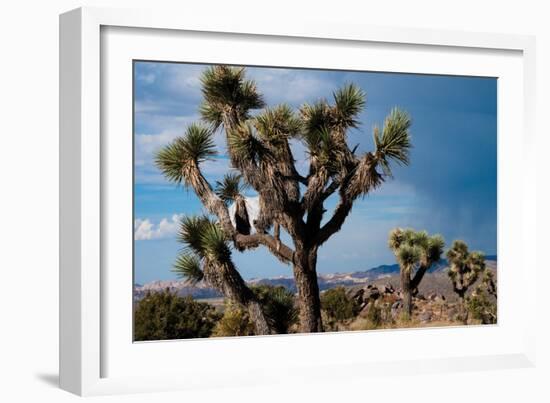 Joshua Tree VI-Erin Berzel-Framed Photographic Print