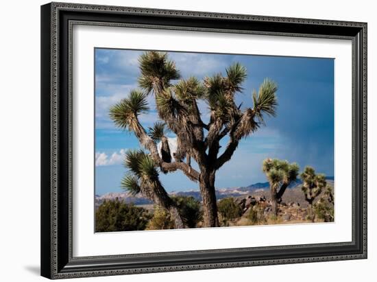 Joshua Tree VI-Erin Berzel-Framed Photographic Print