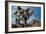 Joshua Tree VI-Erin Berzel-Framed Photographic Print