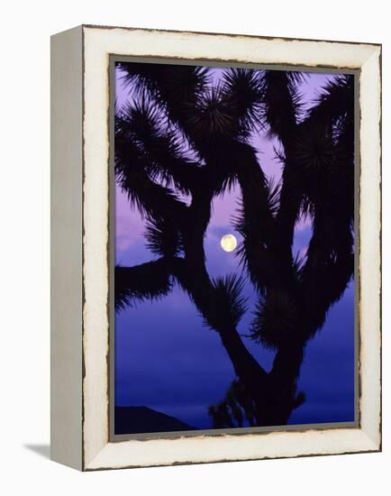 Joshua Tree with Moonset, Joshua Tree National Park, California, USA-Chuck Haney-Framed Premier Image Canvas