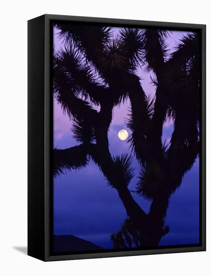 Joshua Tree with Moonset, Joshua Tree National Park, California, USA-Chuck Haney-Framed Premier Image Canvas