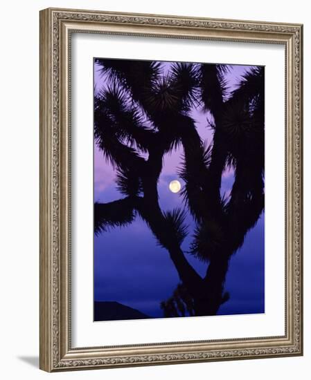 Joshua Tree with Moonset, Joshua Tree National Park, California, USA-Chuck Haney-Framed Photographic Print